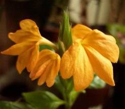 Crossandra infundibuliformis Yellow